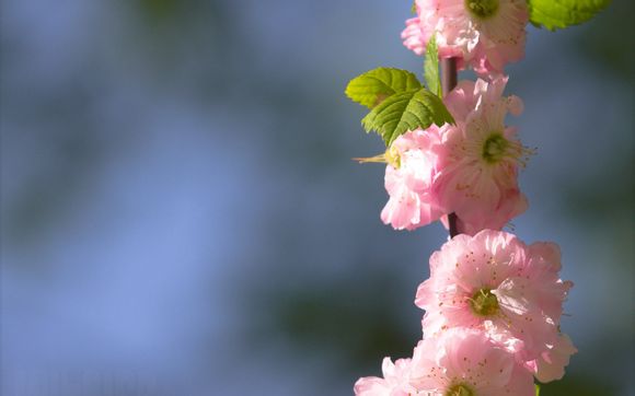 神州过大年什么意思